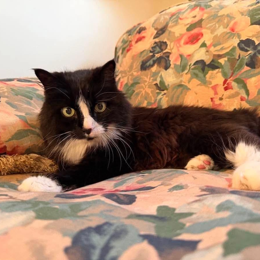 Enlarge Isabelle, an adoptable Domestic Long Hair in Royal Oak, MI image 3/6