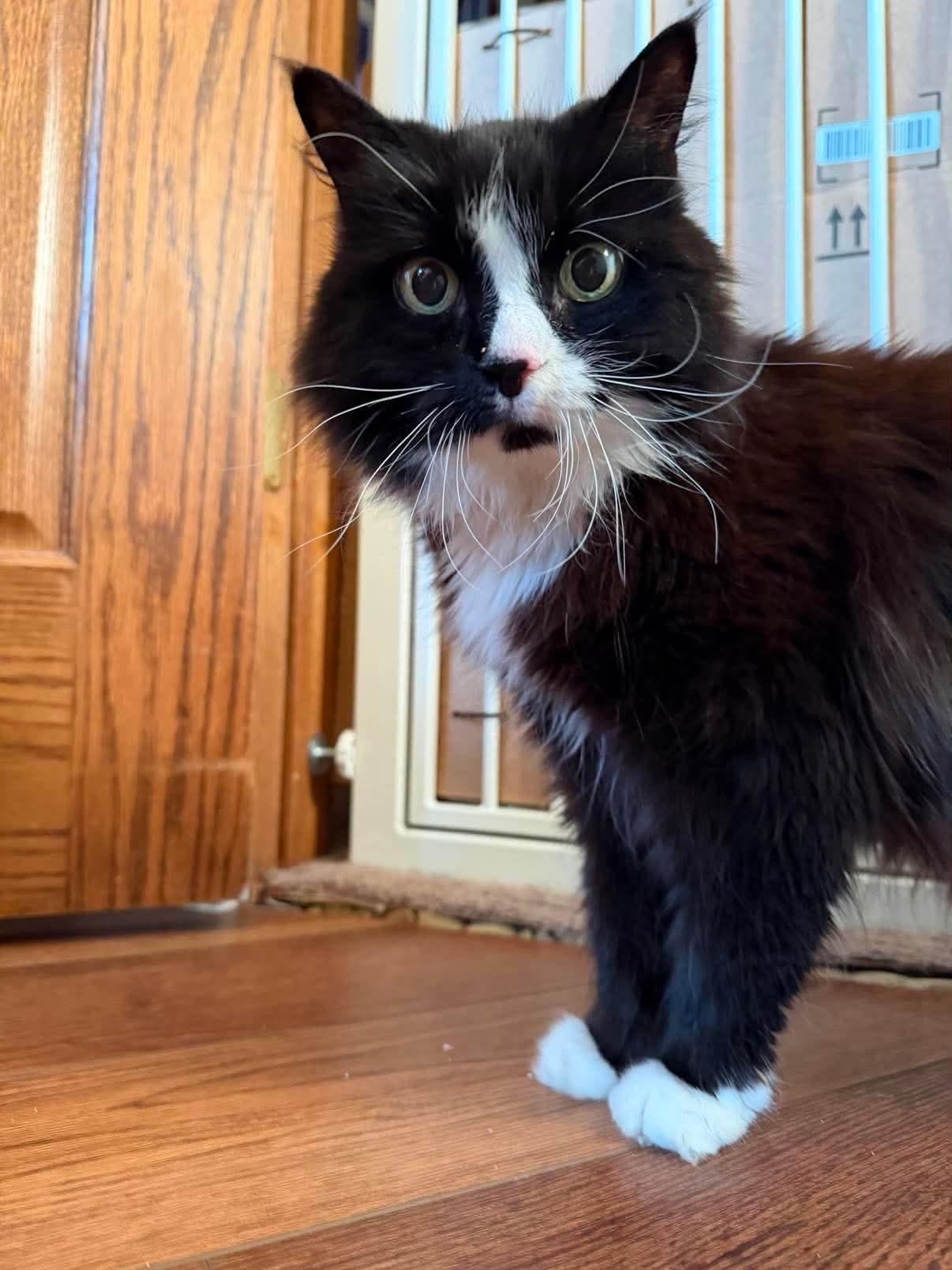 Enlarge Isabelle, an adoptable Domestic Long Hair in Royal Oak, MI image 4/6