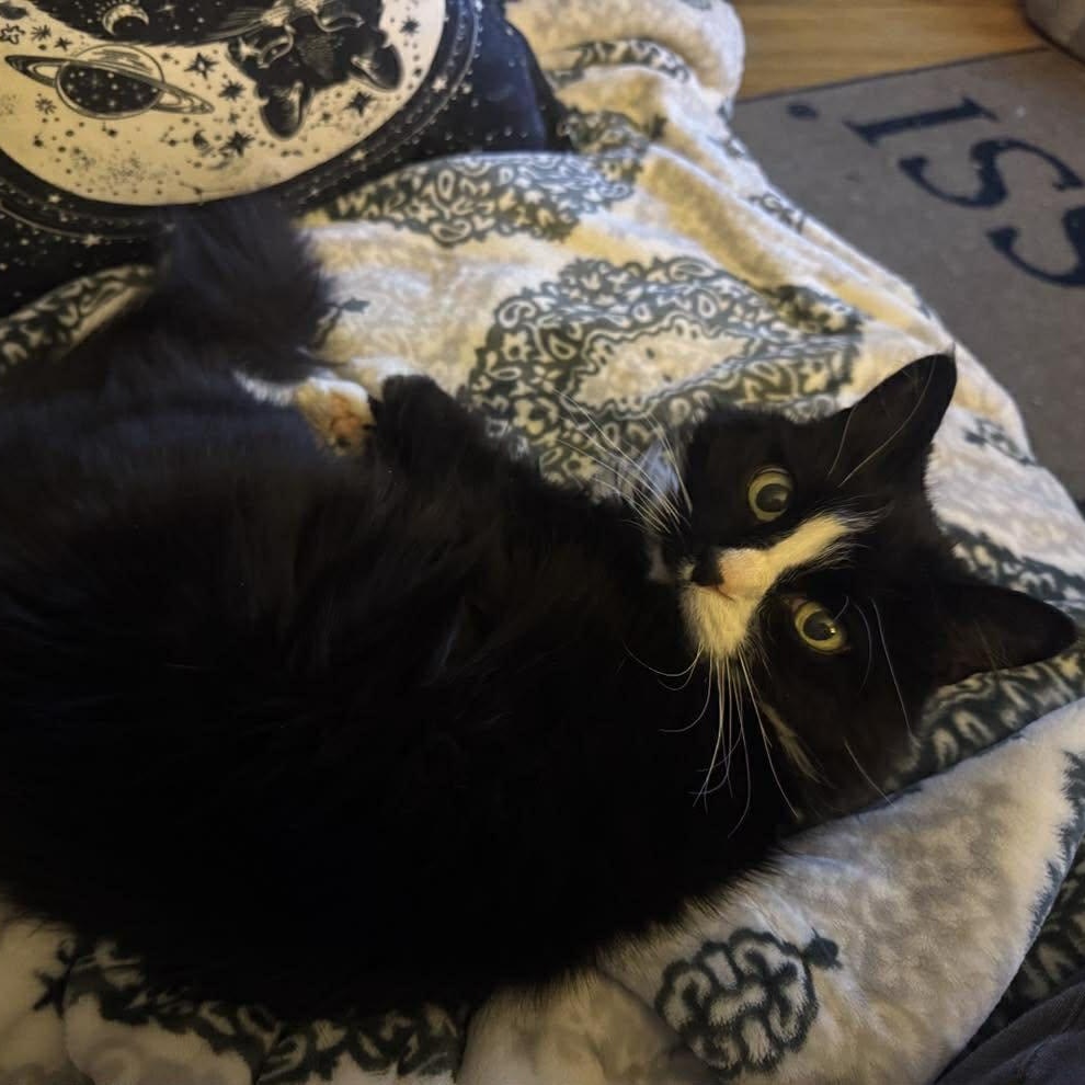 Enlarge Isabelle, an adoptable Domestic Long Hair in Royal Oak, MI image 3/6