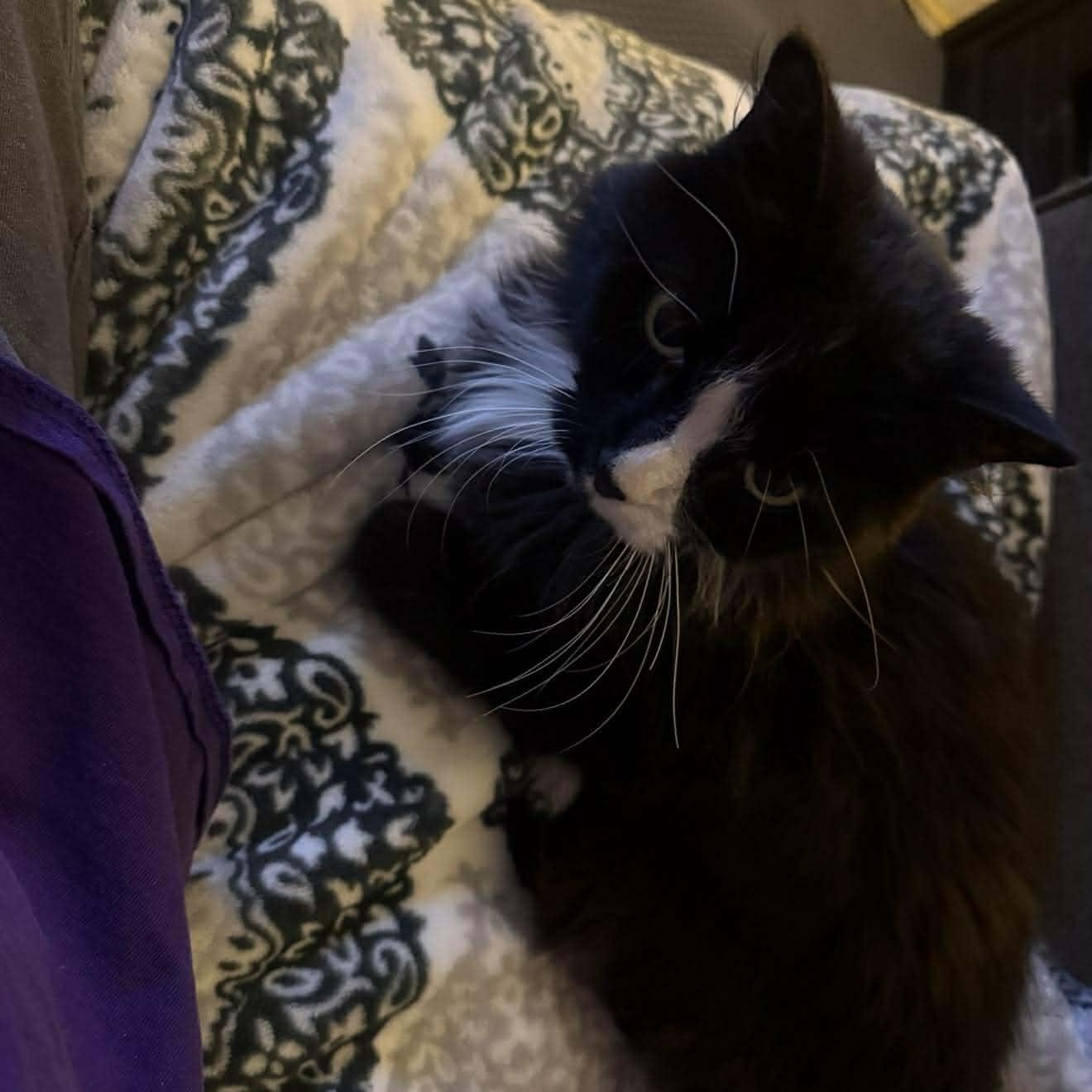 Enlarge Isabelle, an adoptable Domestic Long Hair in Royal Oak, MI image 5/6