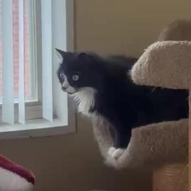 Enlarge Isabelle, an adoptable Domestic Long Hair in Royal Oak, MI image 4/6