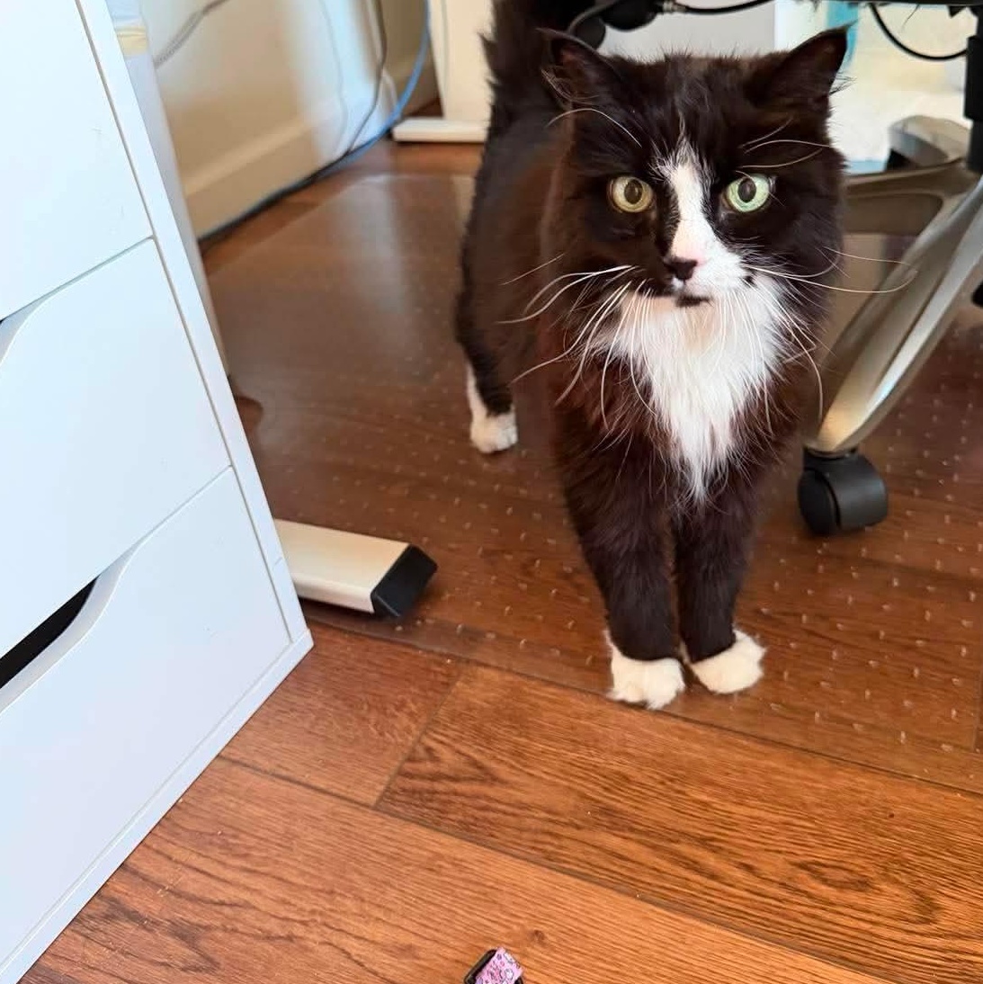 Enlarge Isabelle, an adoptable Domestic Long Hair in Royal Oak, MI image 5/6