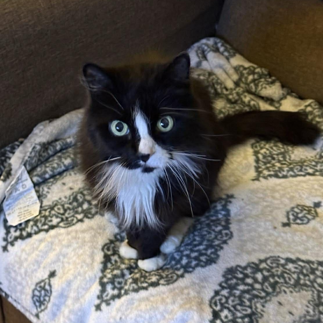 Isabelle, adoptable, Senior Female Domestic Long Hair.