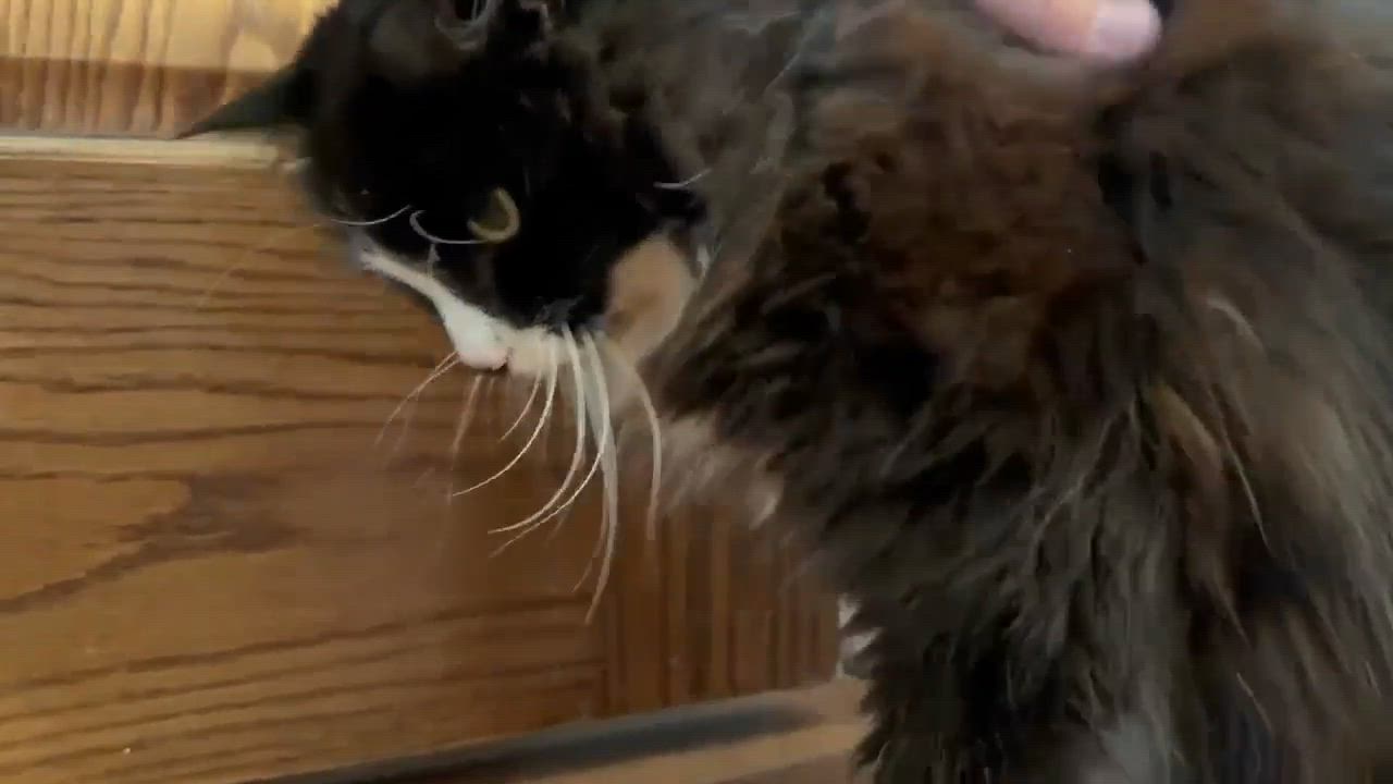 Enlarge Isabelle, an adoptable Domestic Long Hair in Royal Oak, MI video 6/6