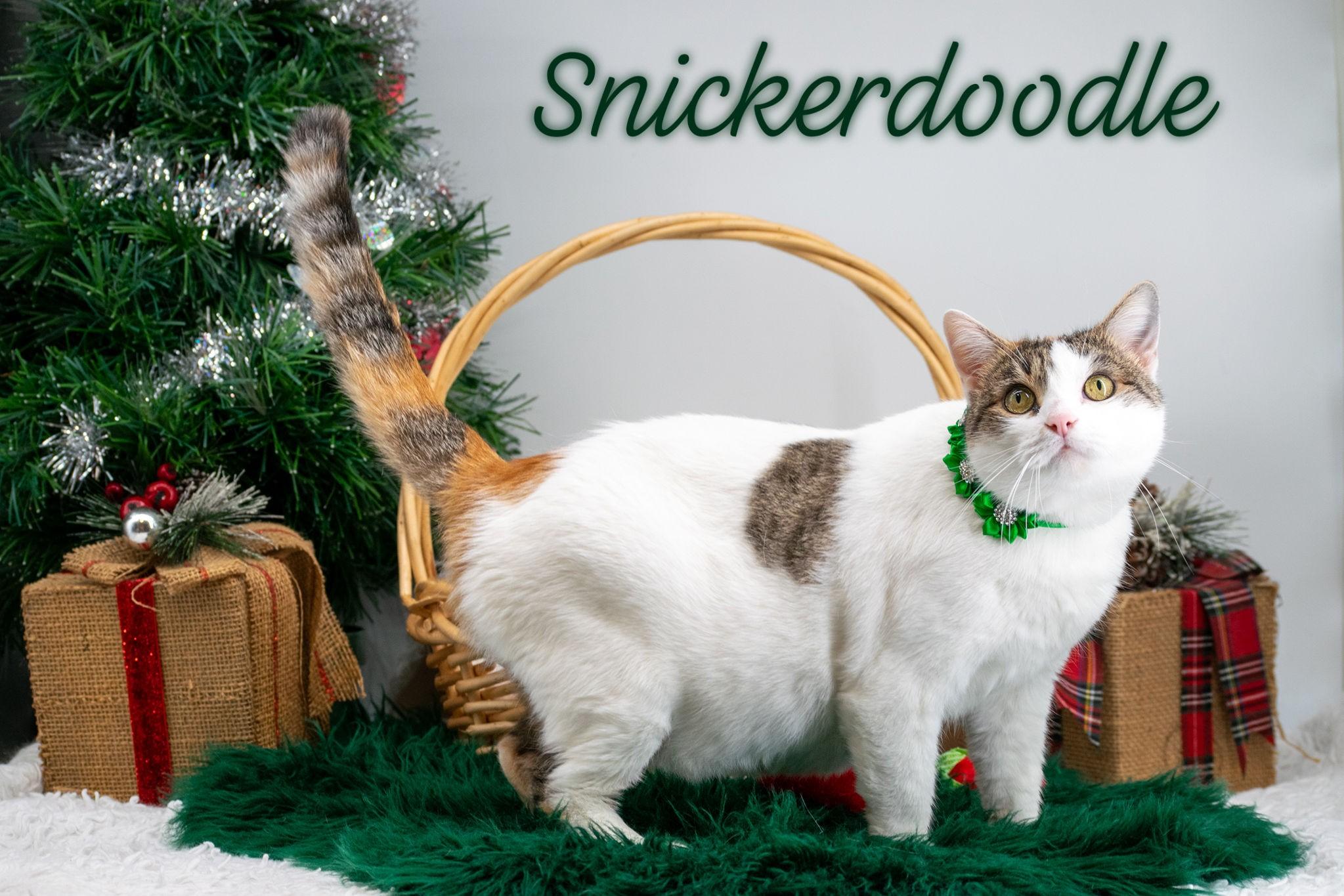 Snickerdoodle, Adoptable, Adult Female Domestic Short Hair.