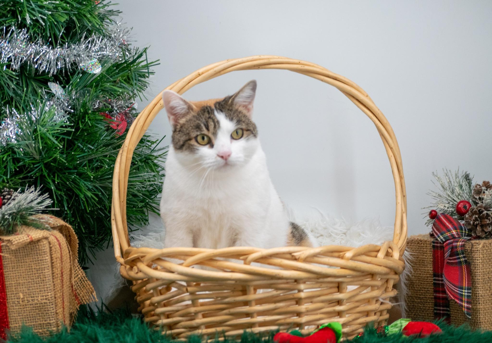Enlarge Snickerdoodle, a Adoptable Domestic Short Hair in Sevierville, TN image 2/5