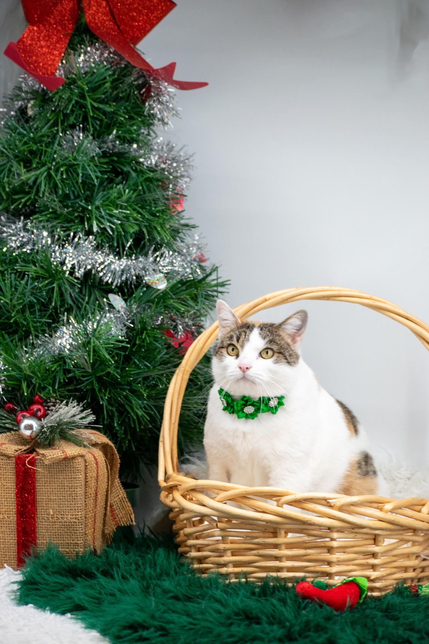 Enlarge Snickerdoodle, a Adoptable Domestic Short Hair in Sevierville, TN image 3/5