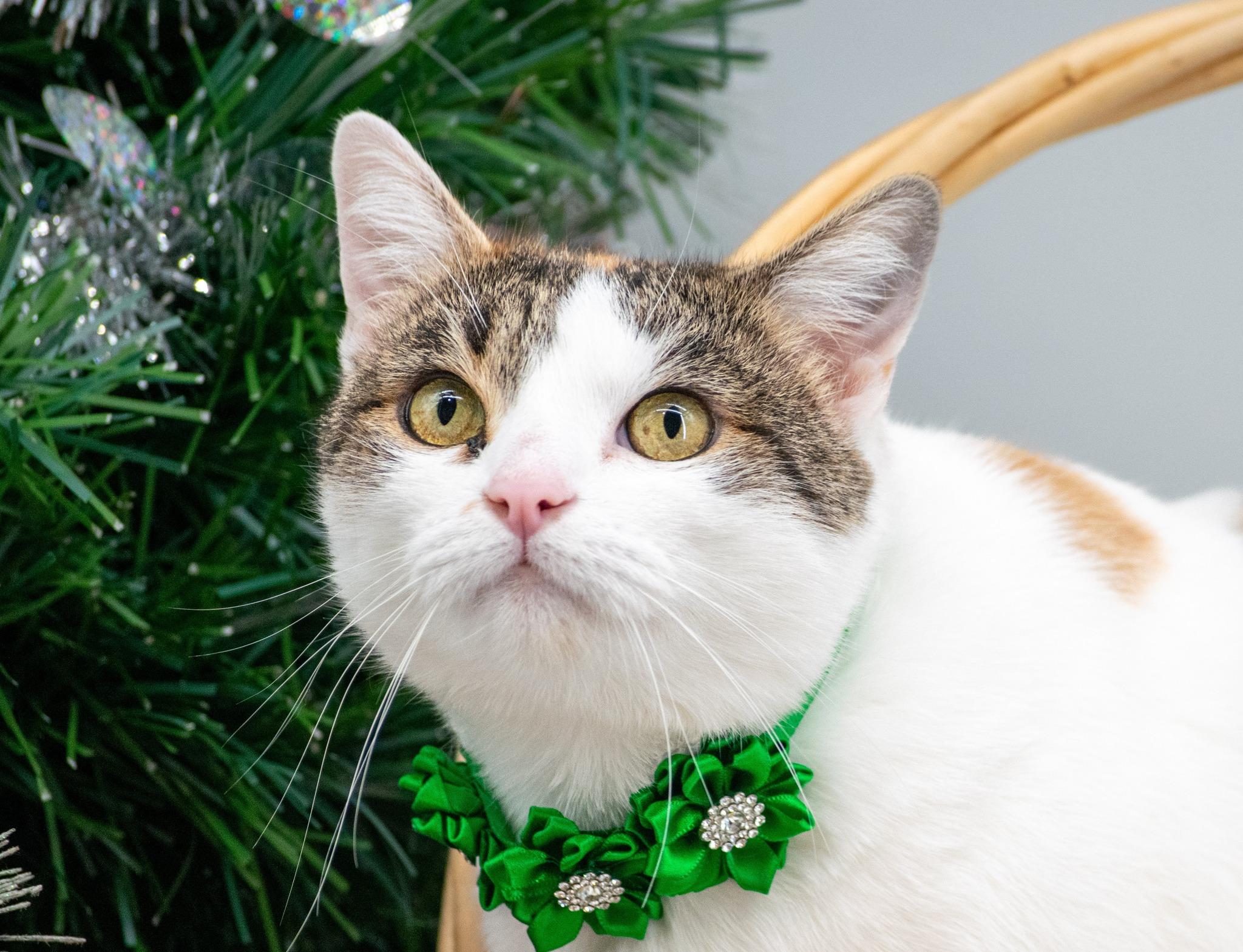 Enlarge Snickerdoodle, a Adoptable Domestic Short Hair in Sevierville, TN image 4/5