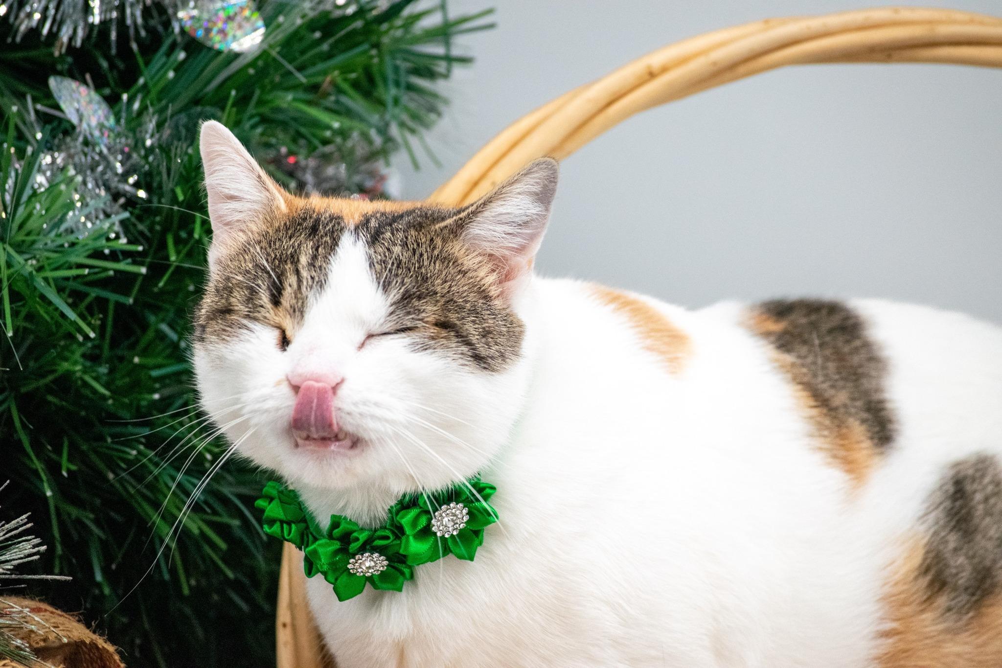 Enlarge Snickerdoodle, a Adoptable Domestic Short Hair in Sevierville, TN image 5/5