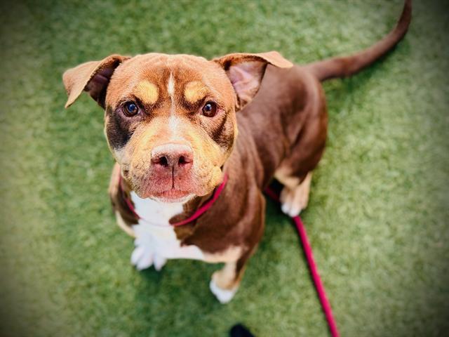 SUNDAY, Adoptable, Adult Female Pit Bull Terrier.