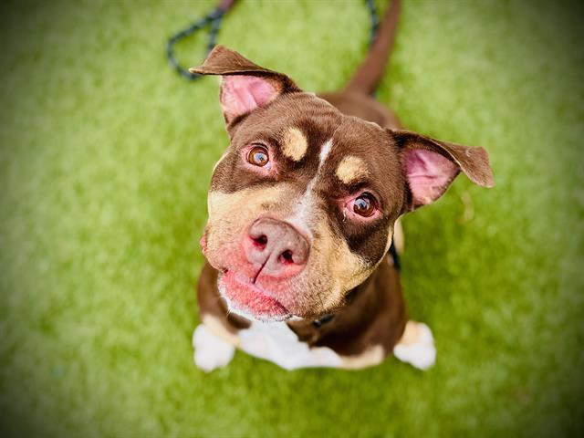 Enlarge SUNDAY, a Adoptable Pit Bull Terrier in Orlando, FL image 1/1