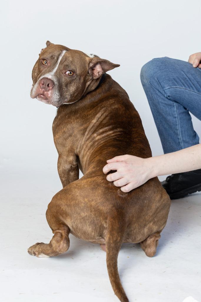 Dan Campbell, Adoptable, Adult Male Mixed Breed.