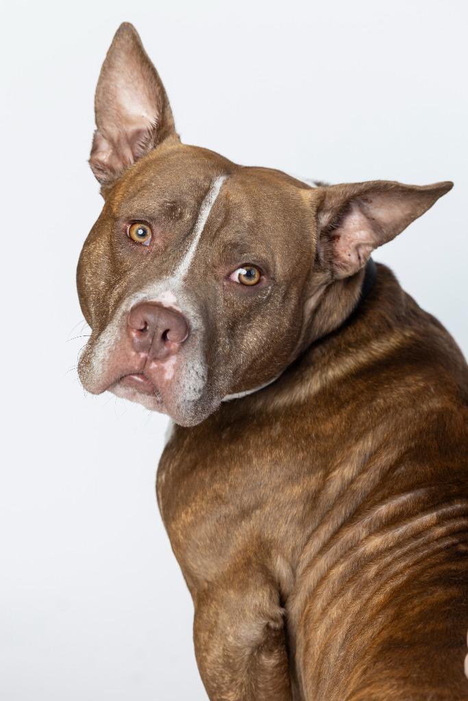 Enlarge Dan Campbell, a Adoptable Mixed Breed in Dearborn, MI image 2/3