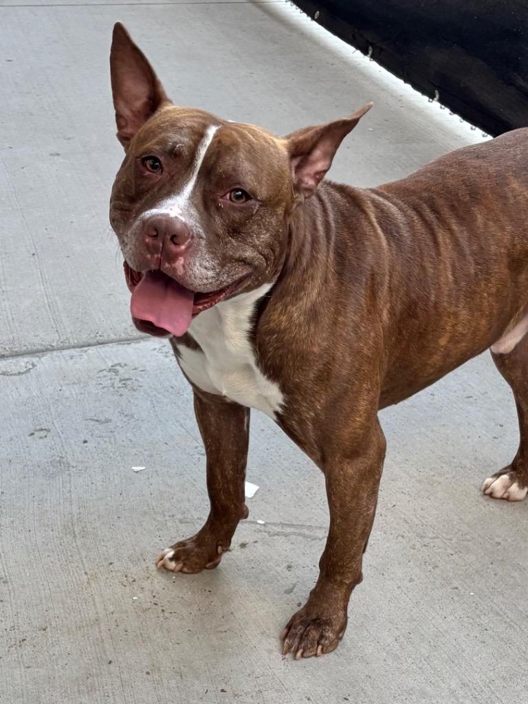 Enlarge Dan Campbell, a Adoptable Mixed Breed in Dearborn, MI image 2/3