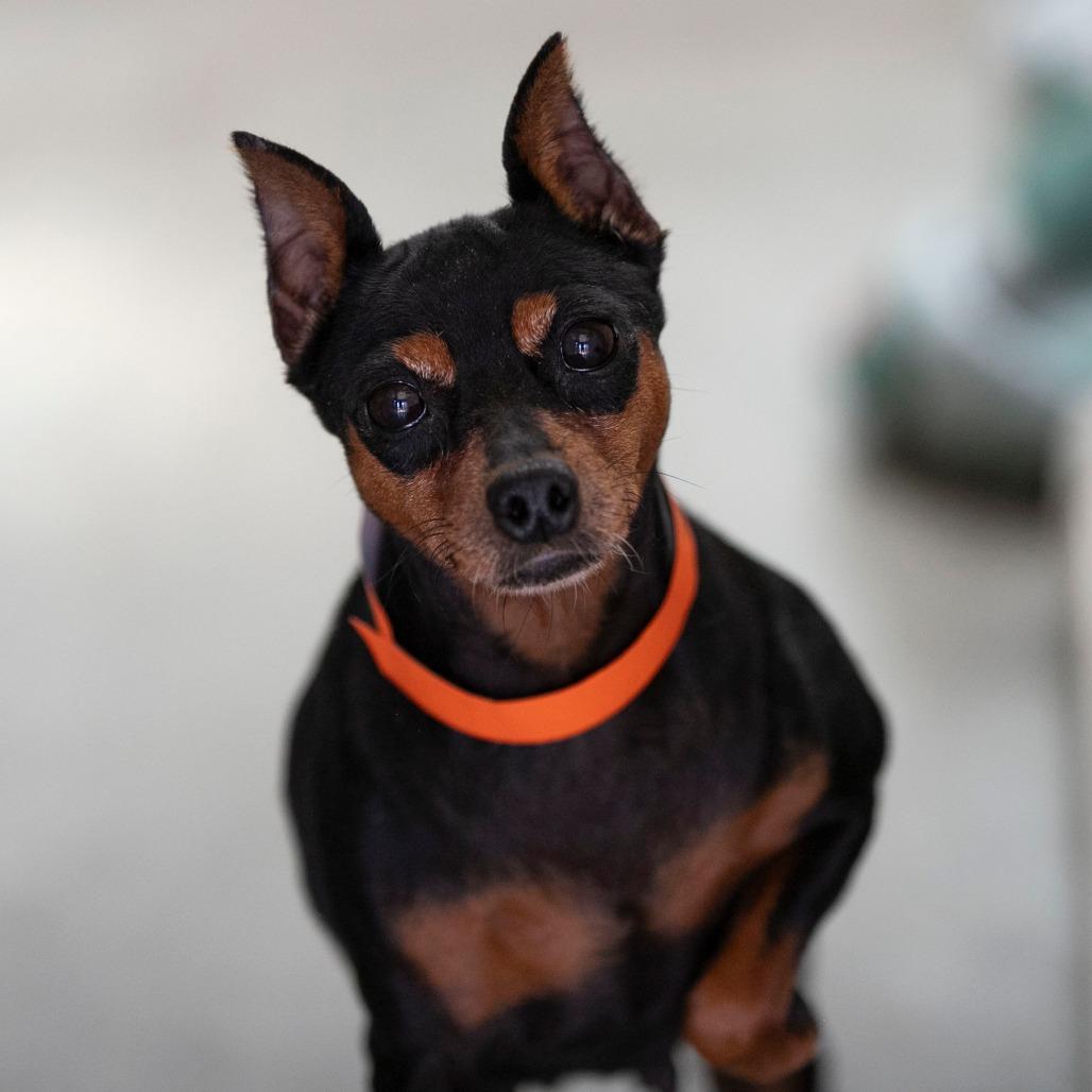 Genni (AP26-134), Adoptable, Senior Female Miniature Pinscher.