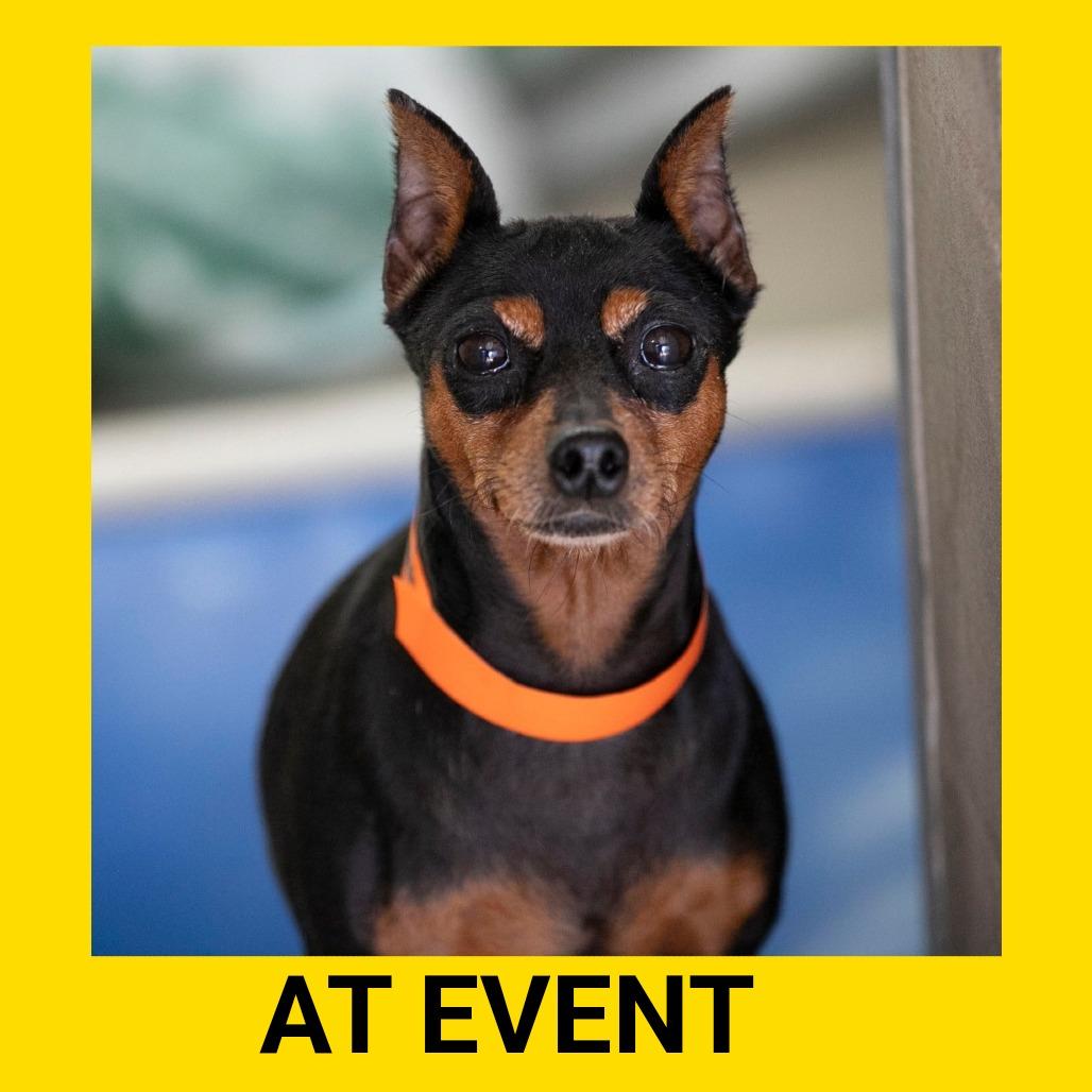 Enlarge Genni (AP26-134), a Adoptable Miniature Pinscher in Peyton, CO image 2/4