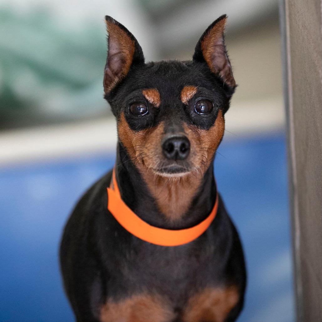 Enlarge Genni (AP26-134), a Adoptable Miniature Pinscher in Peyton, CO image 3/4