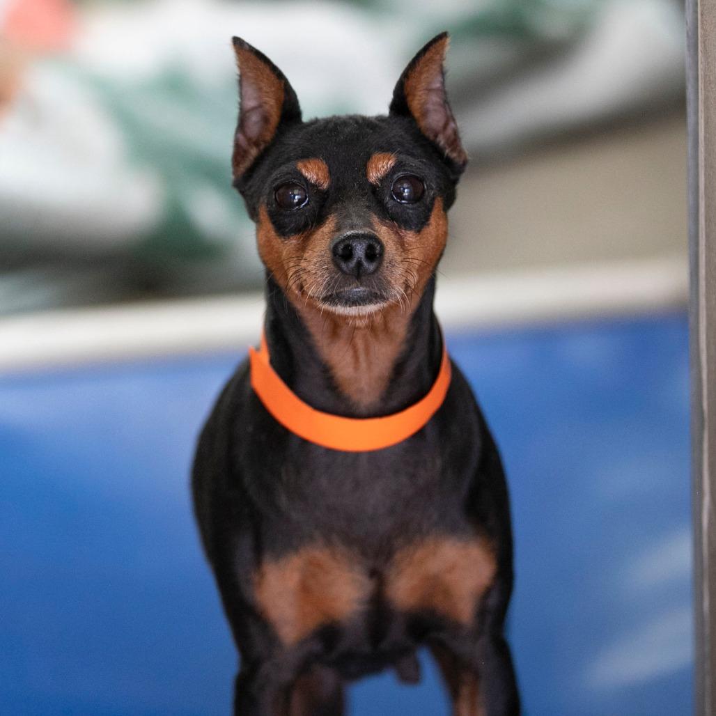 Enlarge Genni (AP26-134), a Adoptable Miniature Pinscher in Peyton, CO image 4/4