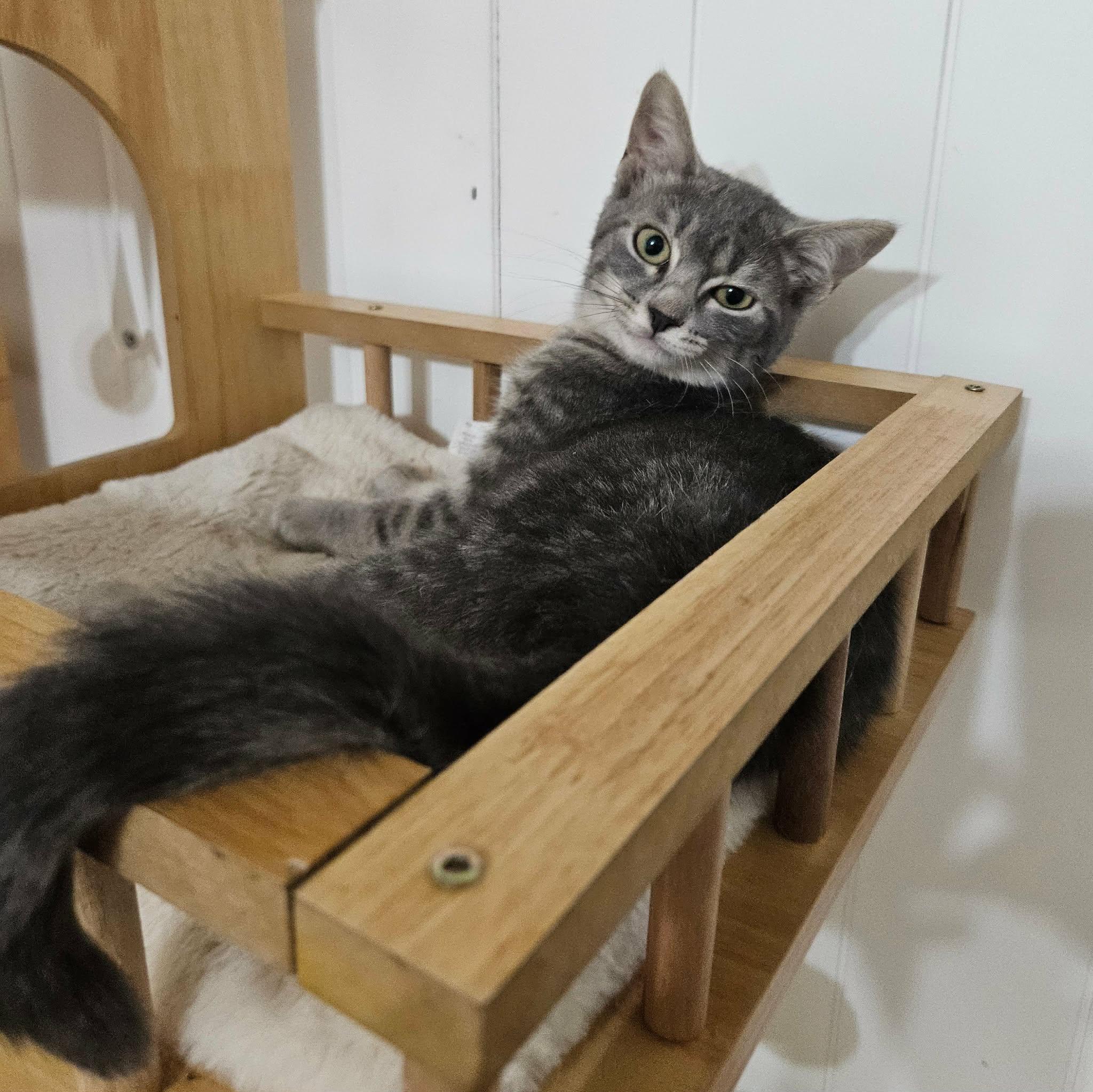 Zinnia, a ADOPTABLE Domestic Short Hair in China Township, MI image 6/6