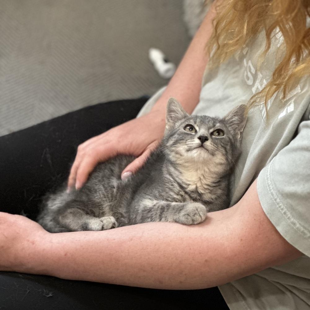 Zinnia, a ADOPTABLE Domestic Short Hair in China Township, MI image 4/6
