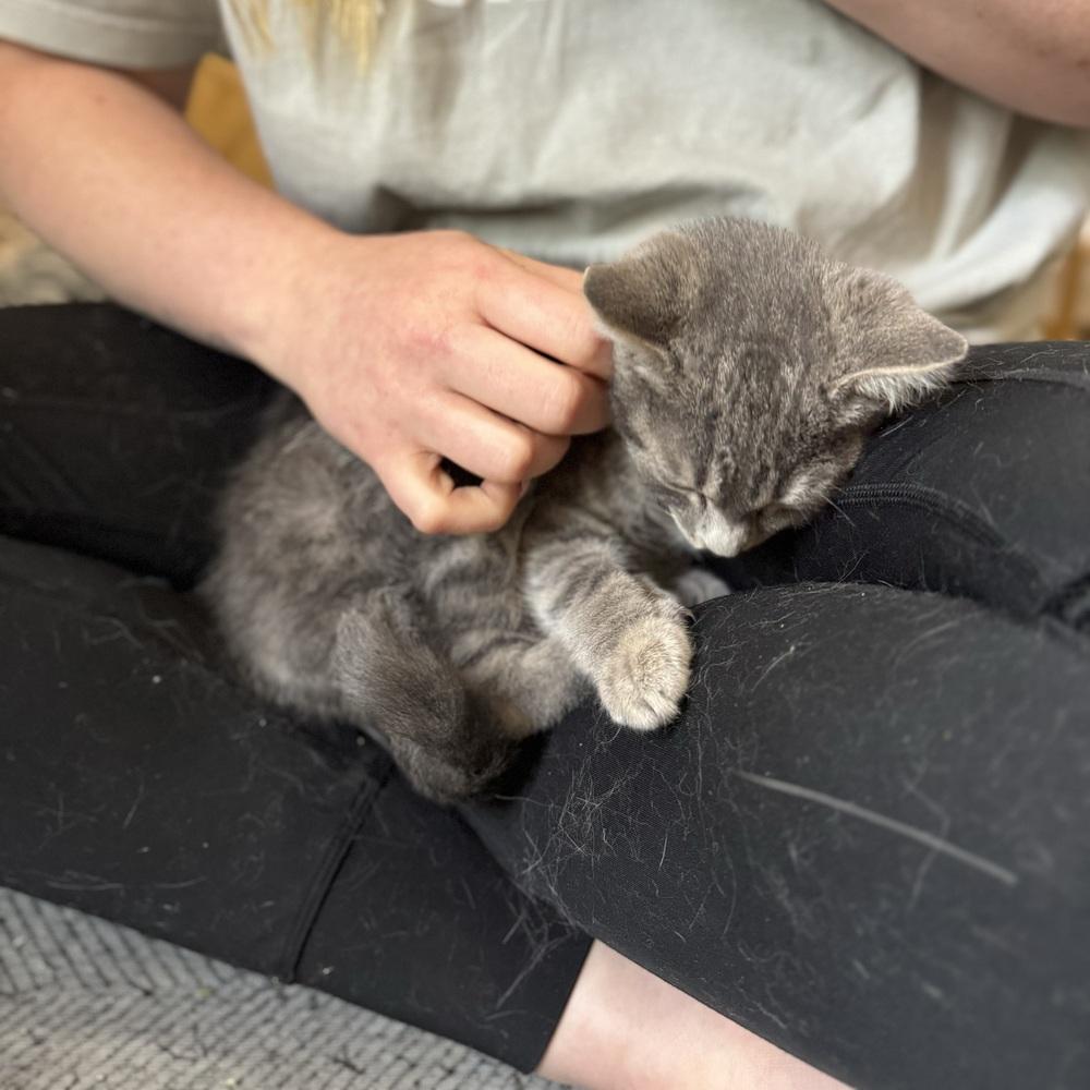 Zinnia, a ADOPTABLE Domestic Short Hair in China Township, MI image 3/6