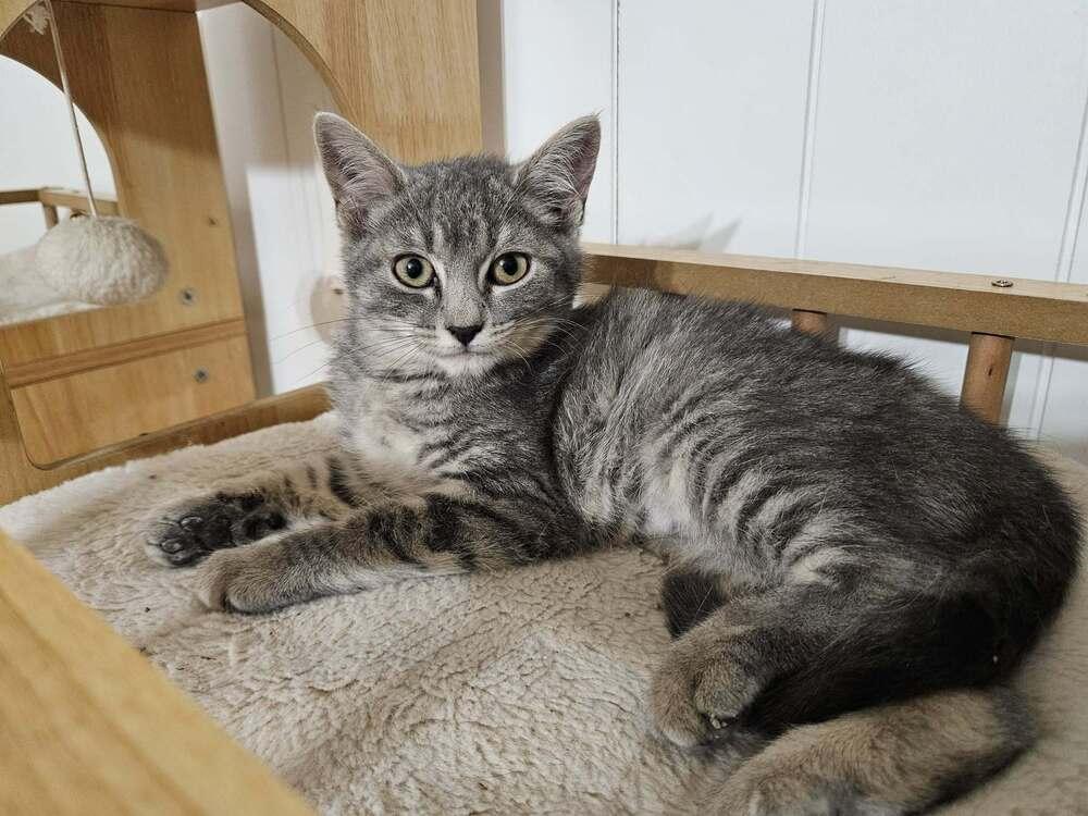 Zinnia, a ADOPTABLE Domestic Short Hair in China Township, MI image 2/6