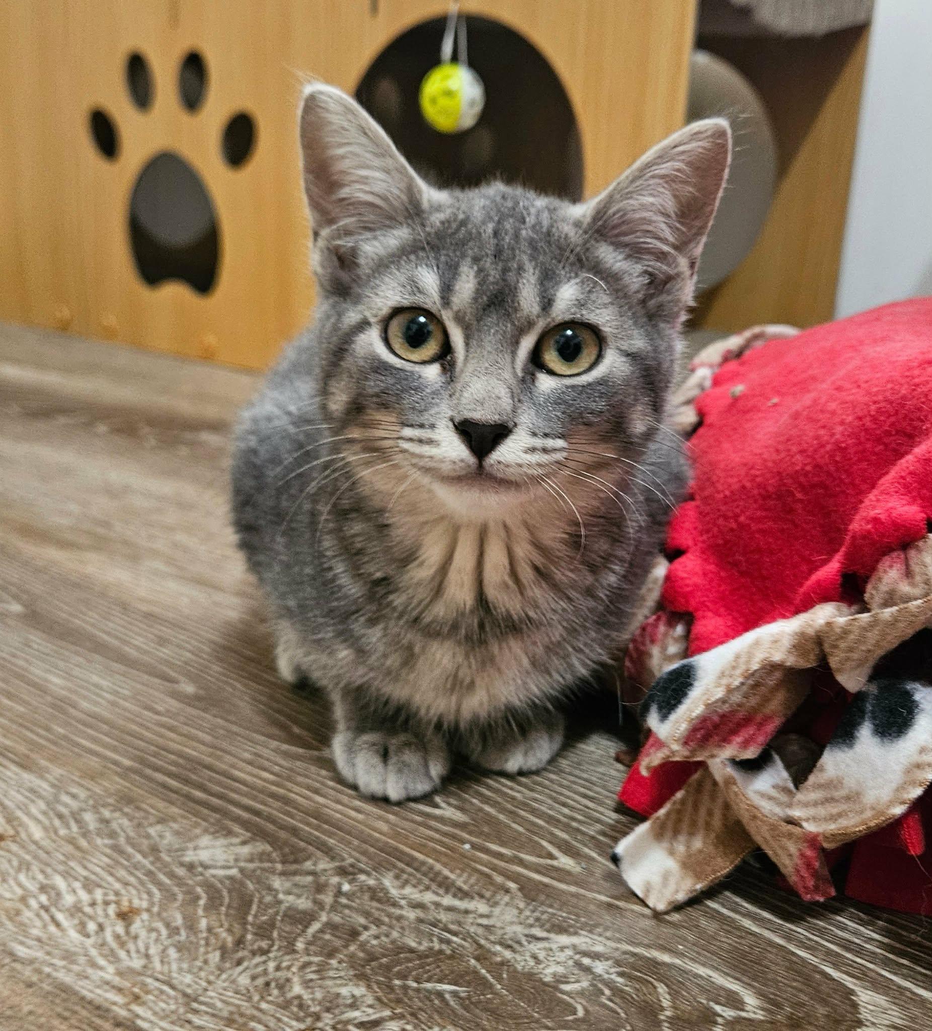 Zinnia, ADOPTABLE, Kitten Female Domestic Short Hair.