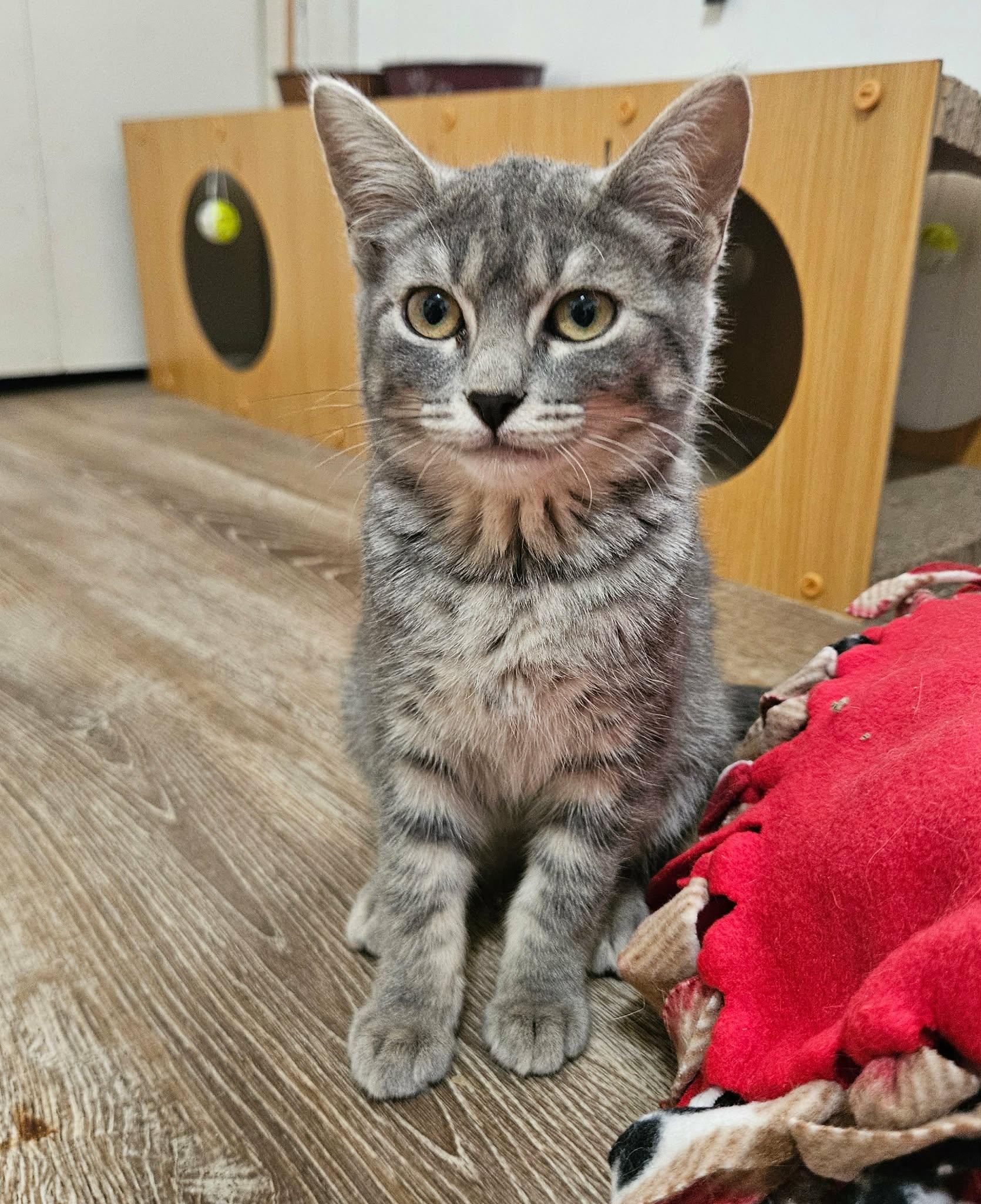 Zinnia, a ADOPTABLE Domestic Short Hair in China Township, MI image 5/6