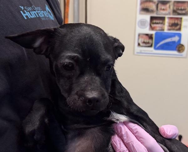Trident, Adoptable, Puppy Female Chihuahua.