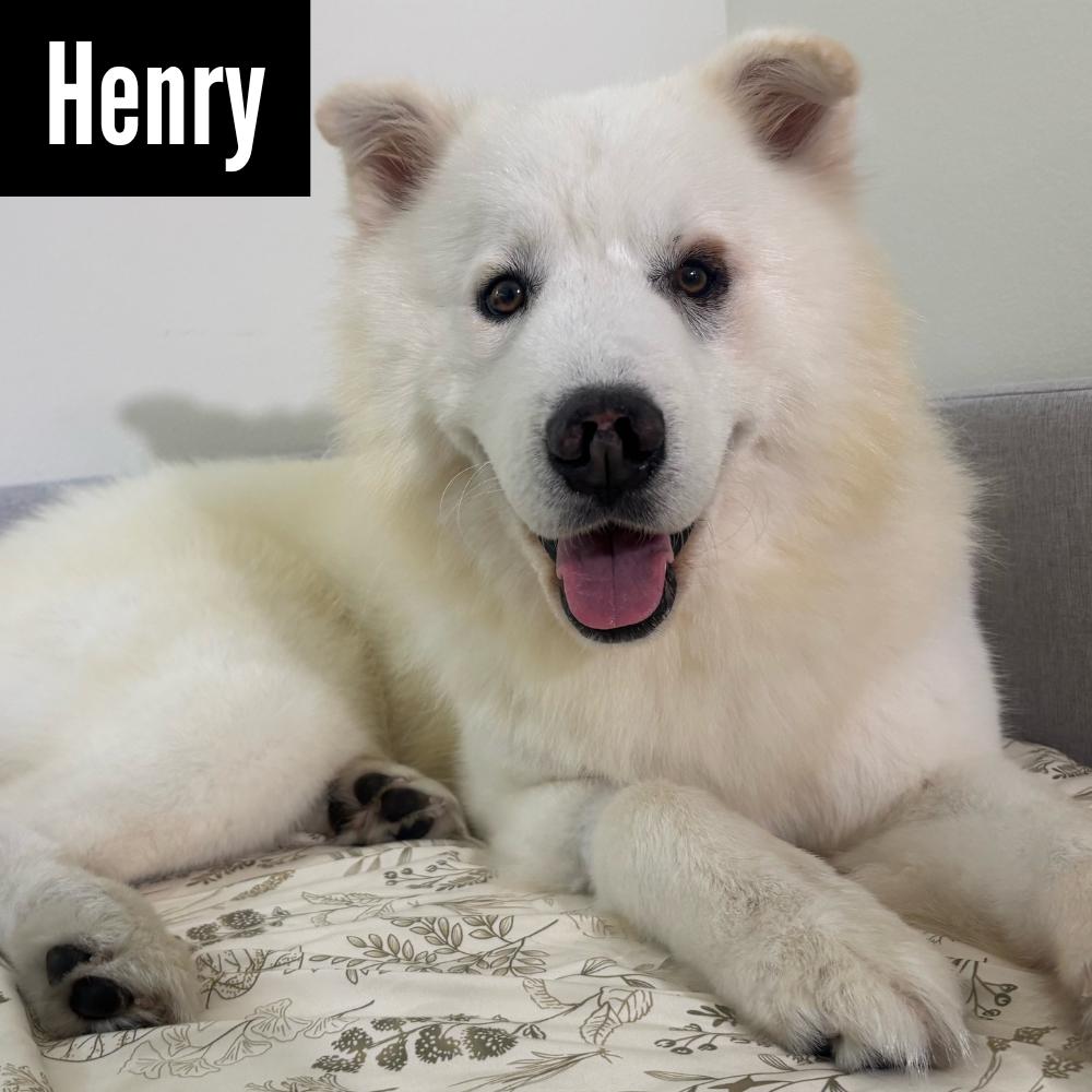 Enlarge HENRY, a Adoptable mixed breed in Los Angeles, CA image 1/6