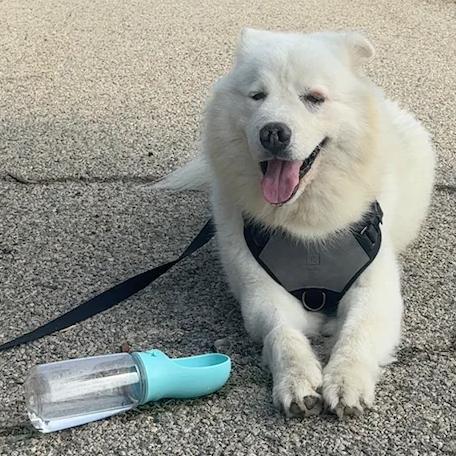 HENRY, an adoptable Samoyed in Los Angeles, CA, 90019 | Photo Image 4
