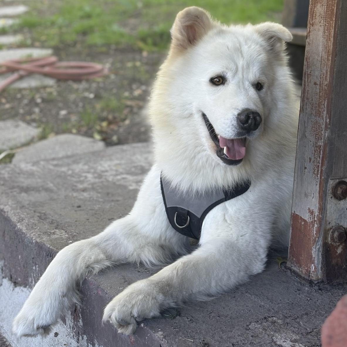 HENRY, an adoptable Samoyed in Los Angeles, CA, 90019 | Photo Image 6