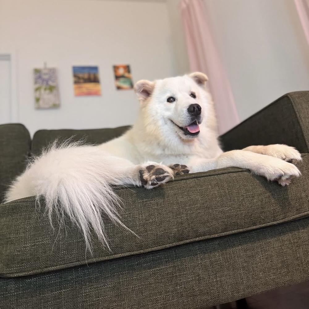 HENRY, an adoptable Samoyed in Los Angeles, CA, 90019 | Photo Image 5