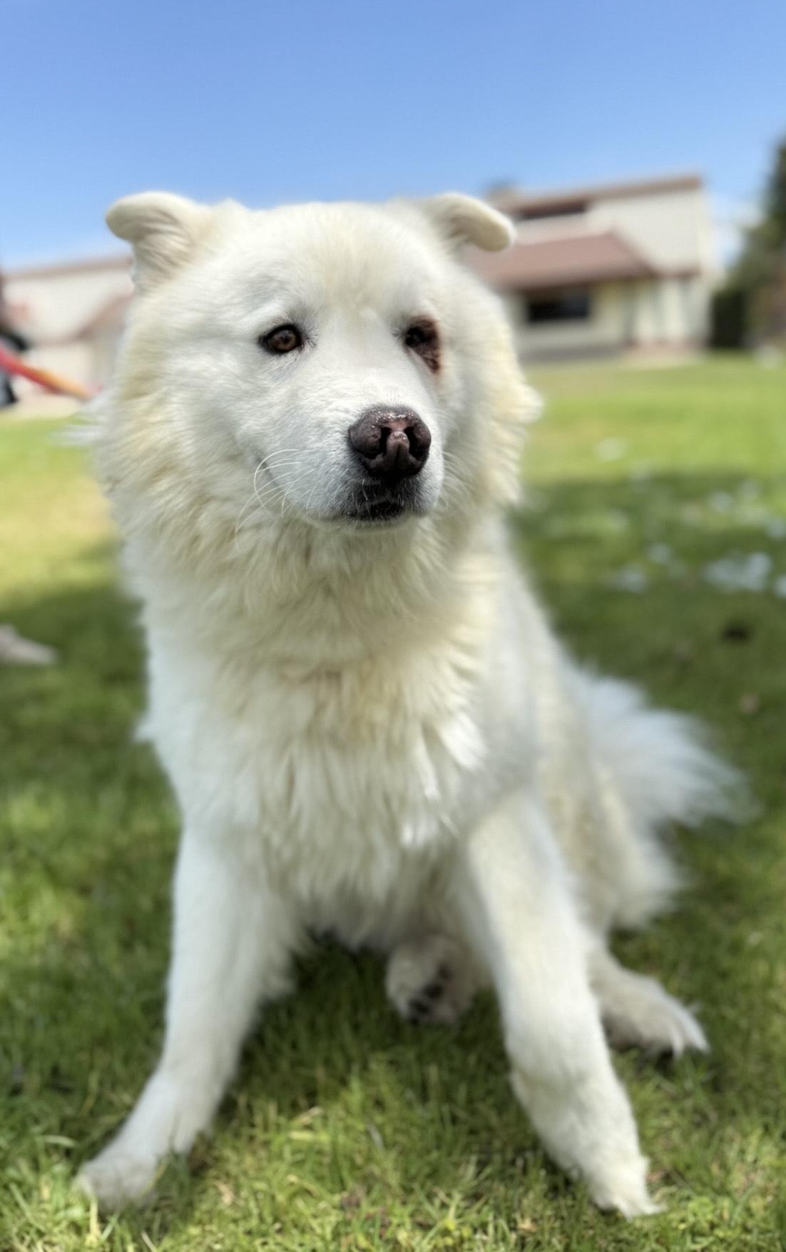 HENRY, an adoptable Samoyed in Los Angeles, CA, 90019 | Photo Image 1