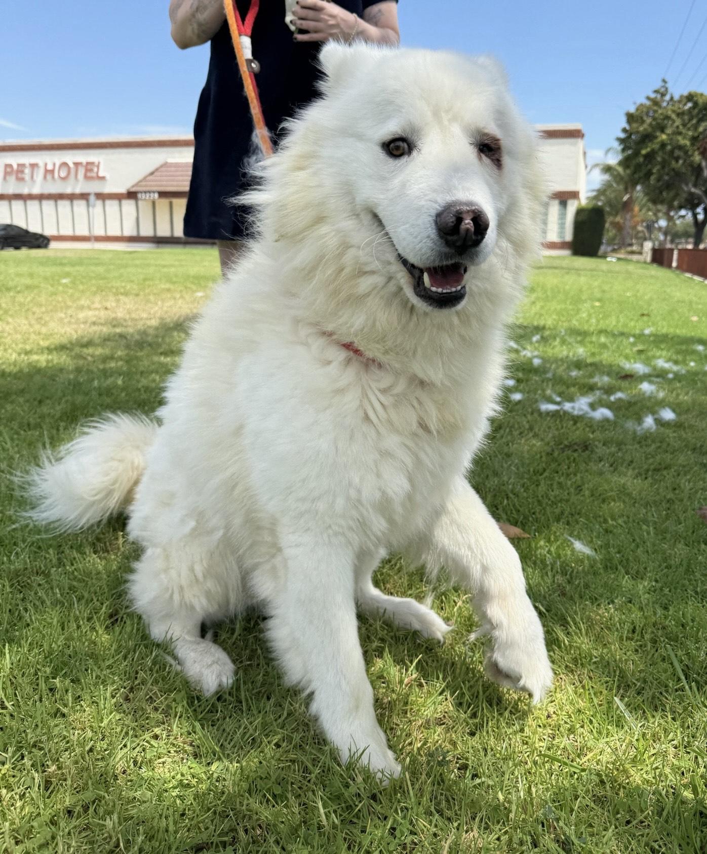 HENRY, an adoptable Samoyed in Los Angeles, CA, 90019 | Photo Image 3