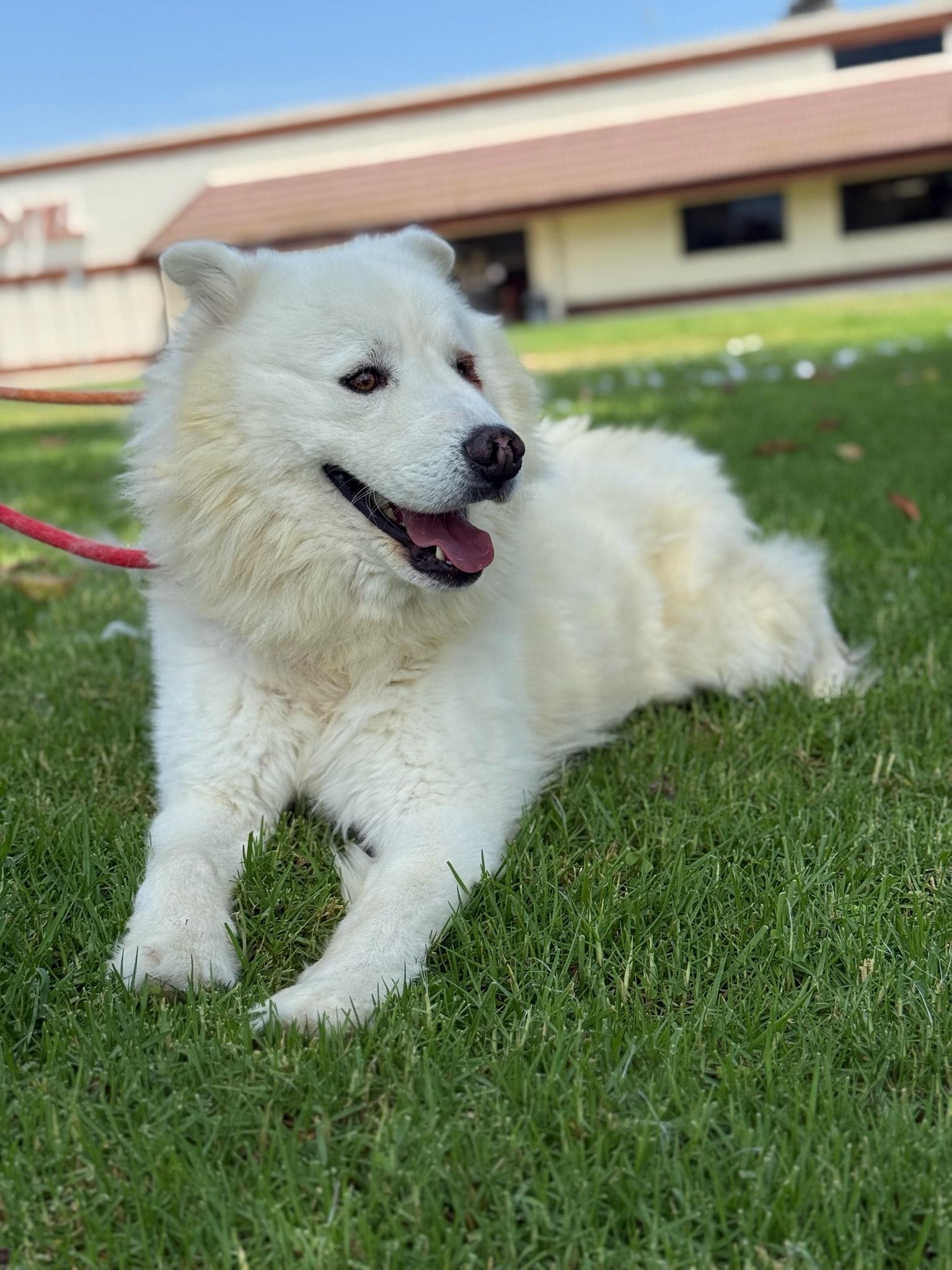 HENRY, an adoptable Samoyed in Los Angeles, CA, 90019 | Photo Image 4