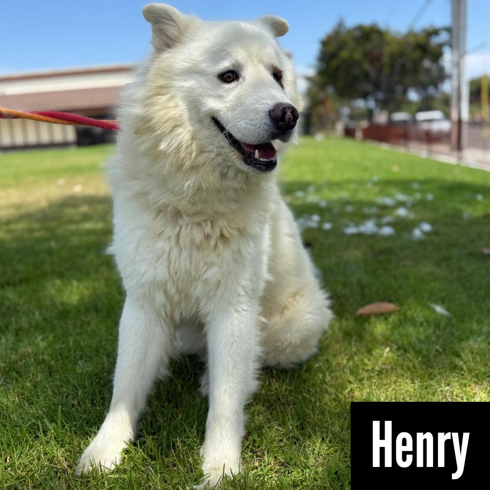 HENRY, Adoptable, Adult Male Samoyed.