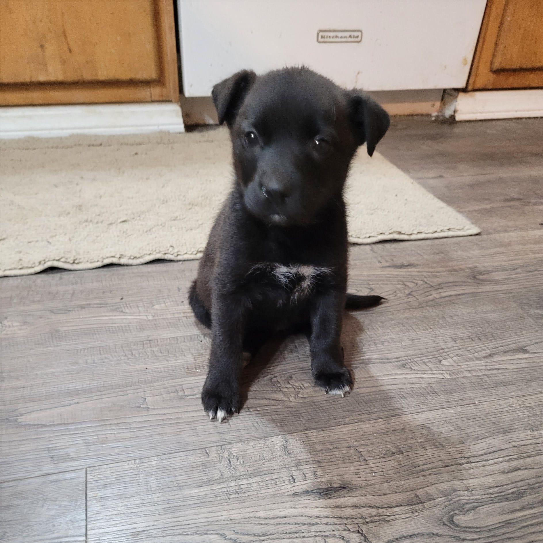 Eve, Adopted, Adult Female Pit Bull Terrier.