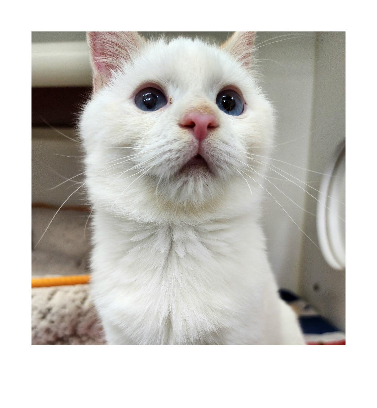 Gandalf, a Adoptable Siamese in Columbus, NC image 1/3