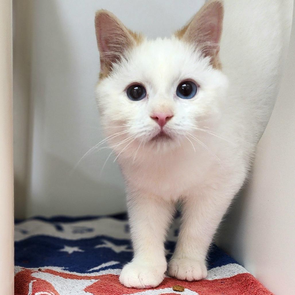 Gandalf, a Adoptable Siamese in Columbus, NC image 3/3