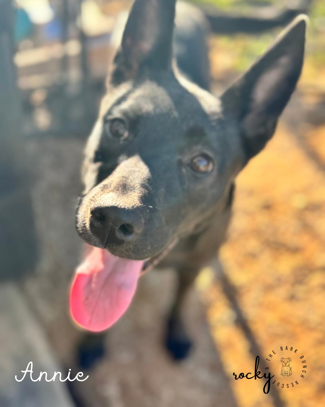 Annie, Adoptable, Young Female German Shepherd Dog & Pit Bull Terrier.