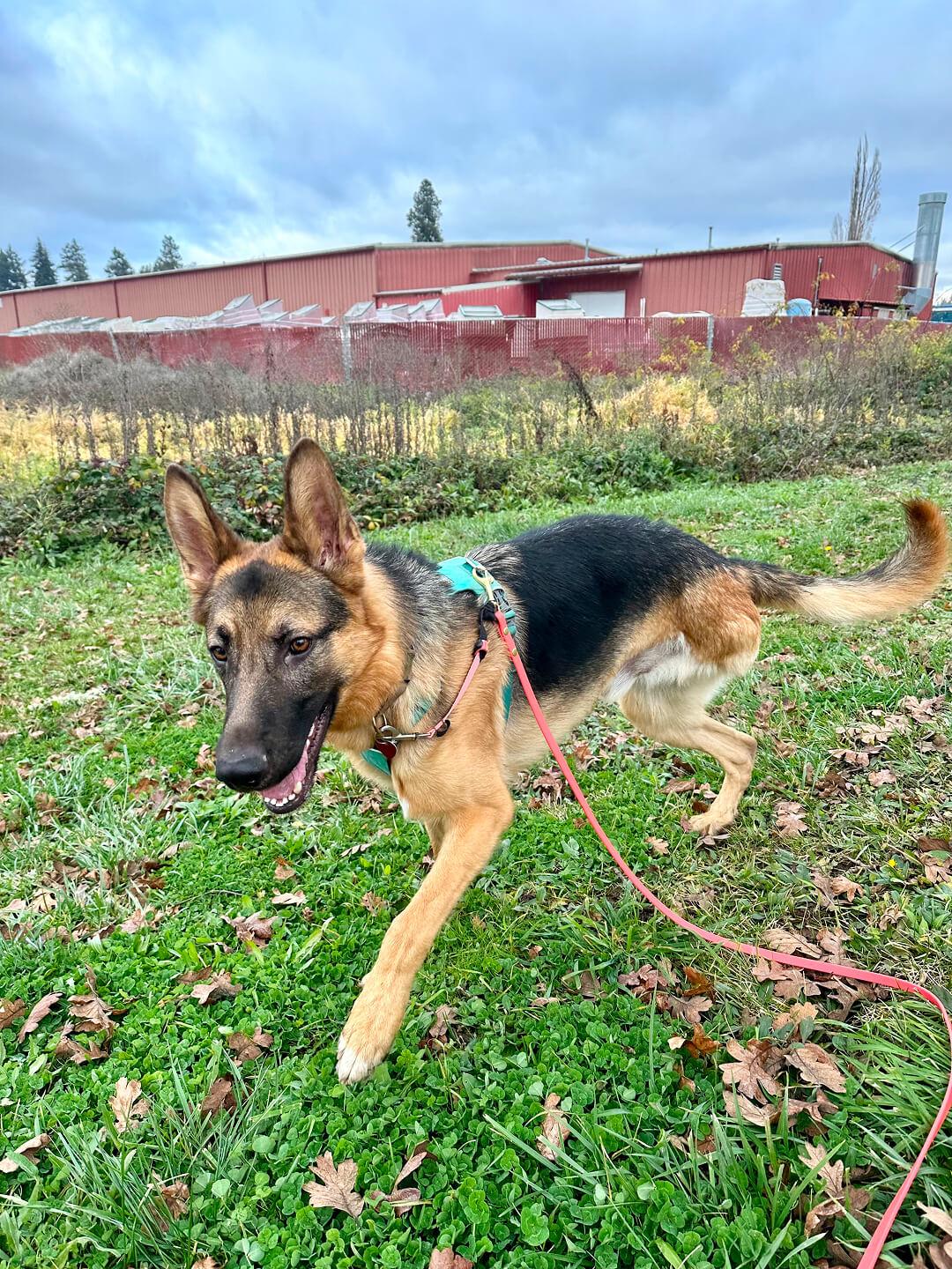 Uno, an adoptable German Shepherd Dog in Hood River, OR, 97031 | Photo Image 4