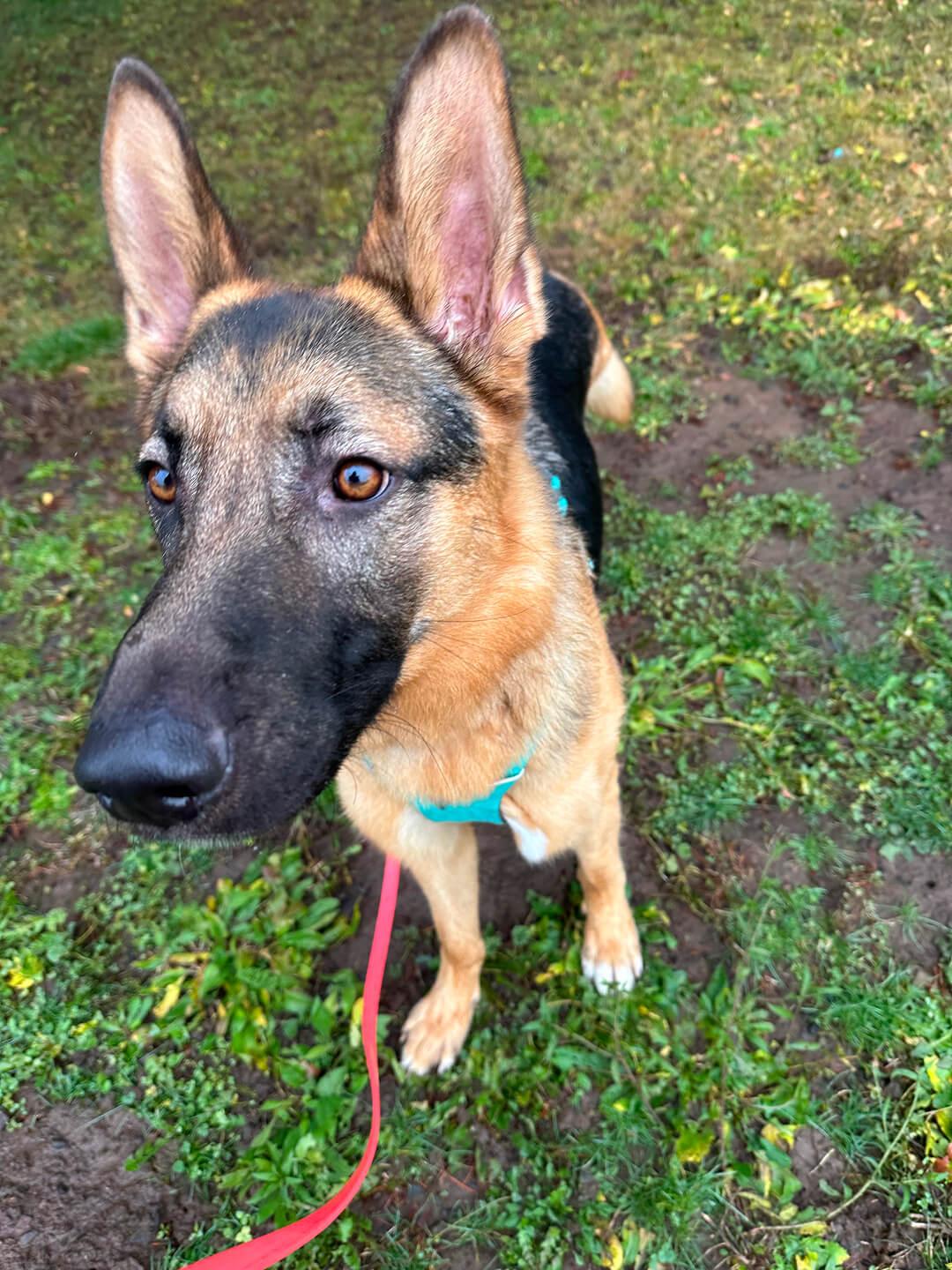 Uno, an adoptable German Shepherd Dog in Hood River, OR, 97031 | Photo Image 6