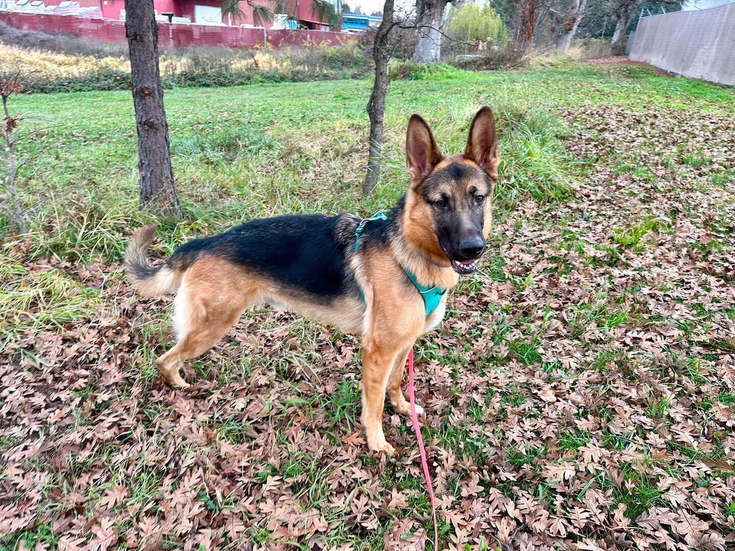 Uno, an adoptable German Shepherd Dog in Hood River, OR, 97031 | Photo Image 5