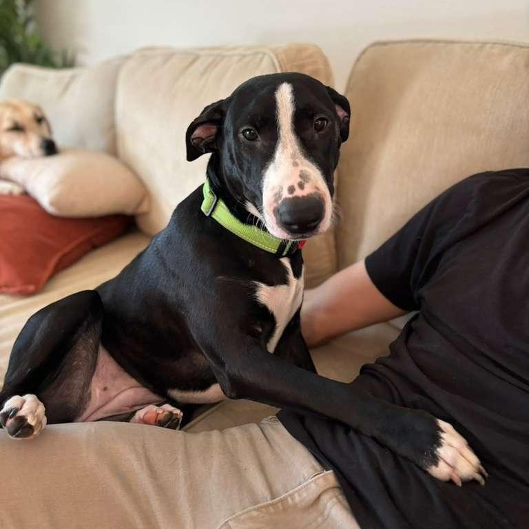 Enlarge Feye, a Adoptable mixed breed in Syracuse , NY image 1/6