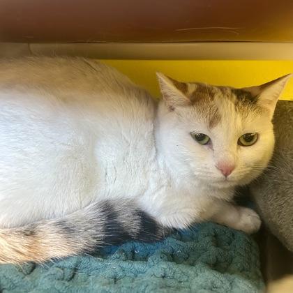 Enlarge Pikachu, a Adoptable mixed breed in East Montpelier, VT image 1/1