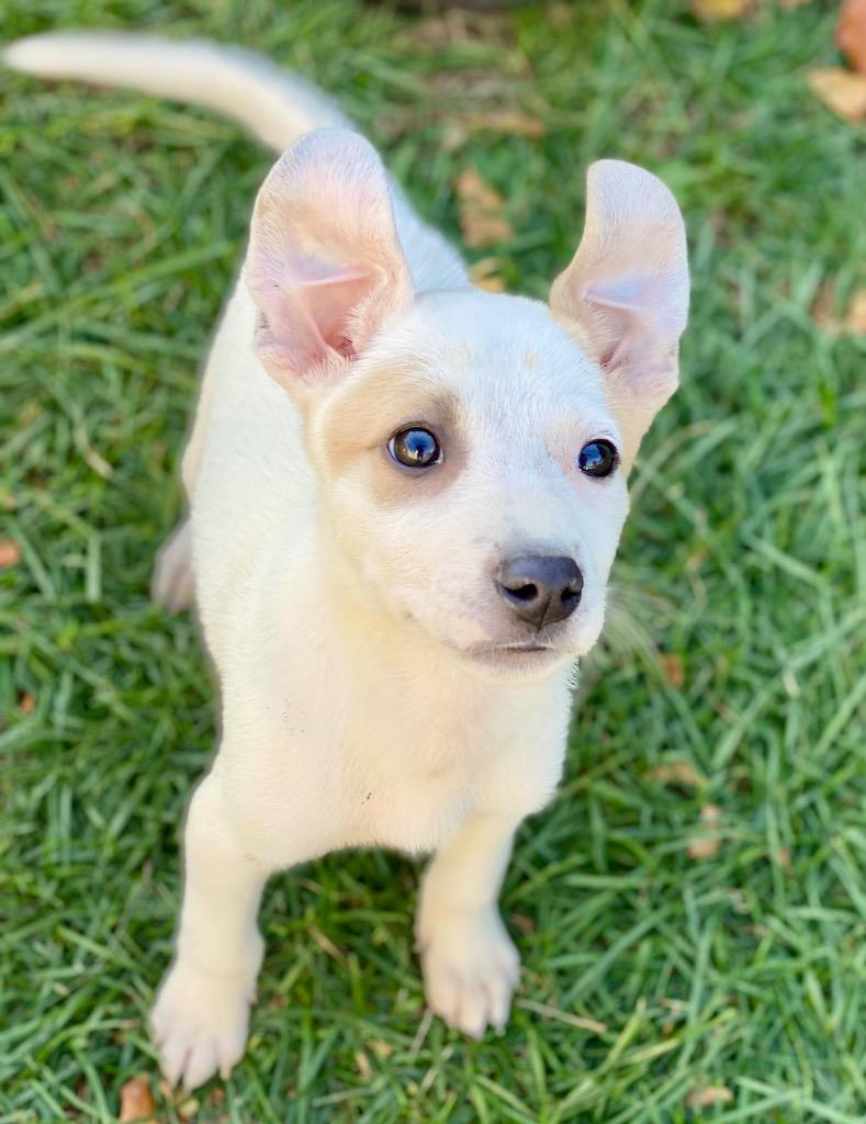 Ivy, Adoptable, Puppy Female Great Pyrenees & Mixed Breed.
