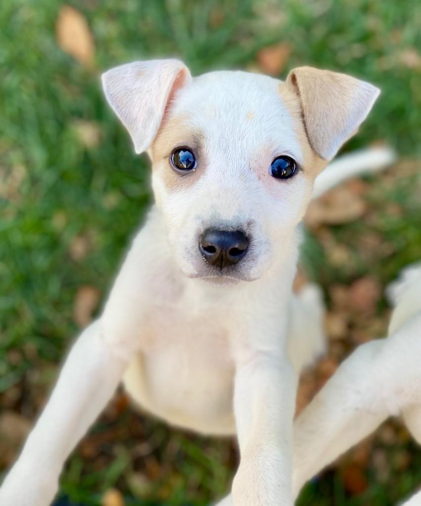 Ivy, a Adoptable mixed breed in Urbandale, IA image 2/2