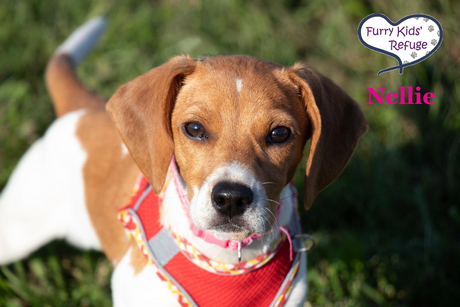 Enlarge Nellie, a Adopted mixed breed in Lee's Summit, MO image 1/3
