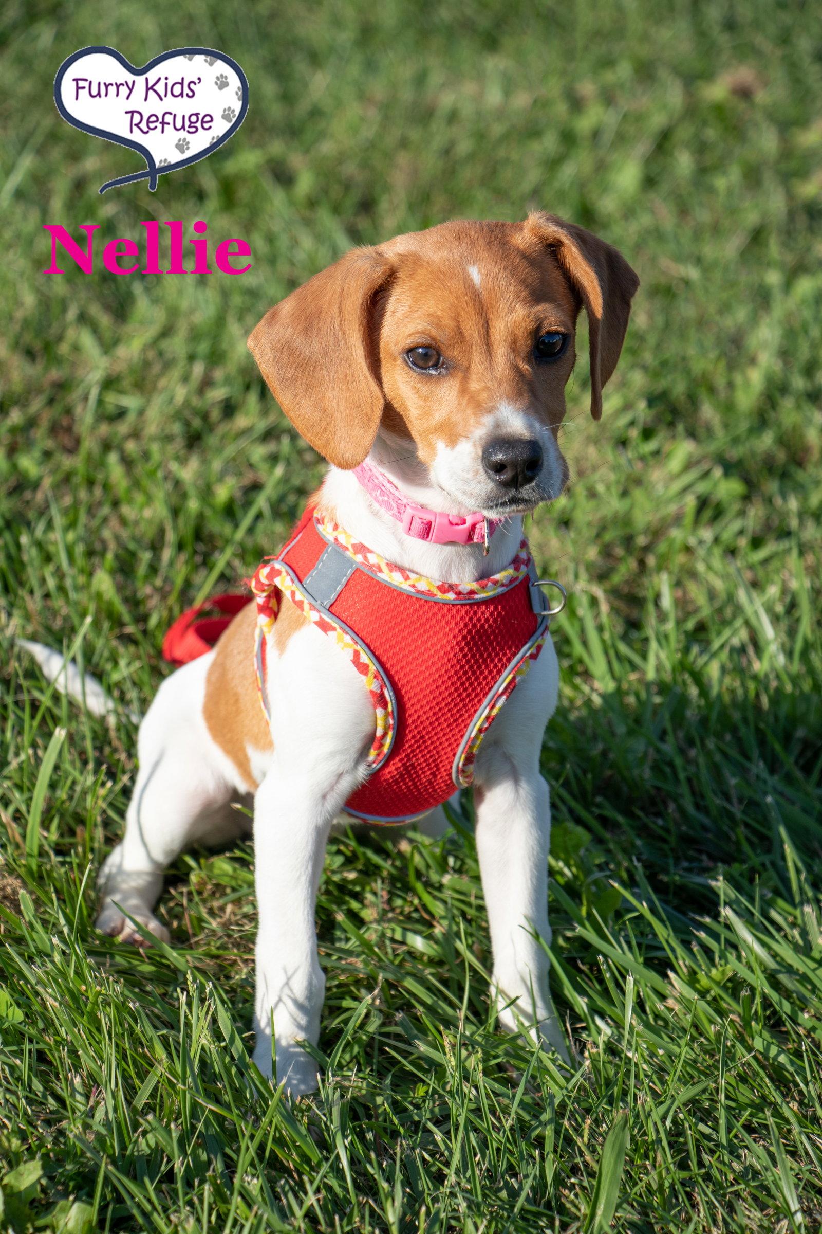 Enlarge Nellie, a Adopted mixed breed in Lee's Summit, MO image 2/3